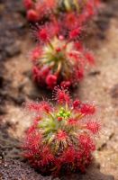 Drosera paleacea
